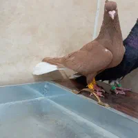 کفتر|پرنده|کارون, |دیوار