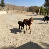 پانسیون و فروش اسب|اسب و تجهیزات اسبسواری|کرج, آتشگاه|دیوار