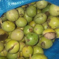 گردو