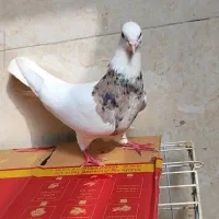 کبوتر طوقی.امیدیه