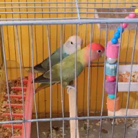 طوطی برزیلی|پرنده|هرسین, |دیوار