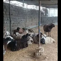گوسفند خونی
