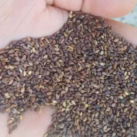 کنجد درجه یک تناج بالا