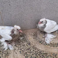 دو جفت جوجه طوقی هفت رنگ پاپر سلطنتی