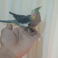 عروس هلندی|پرنده|انبارآلوم, |دیوار