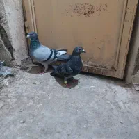 کفتر مینا سبز