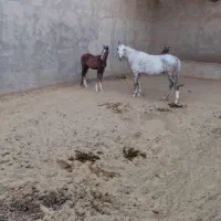 کره اسب نر (کره بن عامر)۶ ماهه