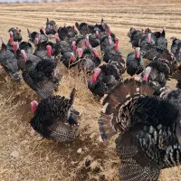 بوقلمون نر طبیعی