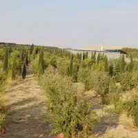 فروش-1200متر-باغ-سند-تک-برگ