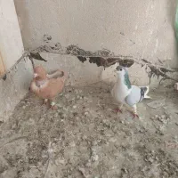 کفتر|پرنده|تربت‌حیدریه, شهید بهشتی|دیوار