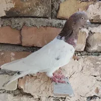 نرکله سرخ