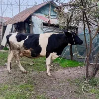 هلشتاین شیری|حیوانات مزرعه|کوچصفهان, |دیوار