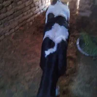 گوساله خونگی