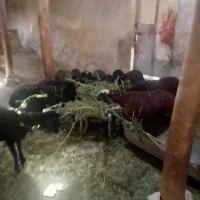 بره ماده ونر