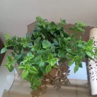 گل ناز یخی و برگ بیدی|گل و گیاه طبیعی|شاهدشهر, |دیوار