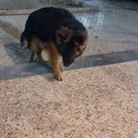 سگ ژرمن شولاین