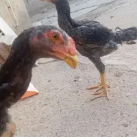 لاری دو جفت جوجه لاری اصل|حیوانات مزرعه|الوند, |دیوار