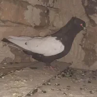 سینه قهوه ای|پرنده|مرودشت, کناره|دیوار