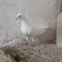 کبوتر غریب|پرنده|رشت, نظری|دیوار