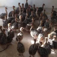 انواع جوجه و جوجه بوقلمون