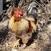 خروس لهستانی