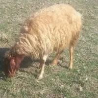 گوسفند میش  بره  قوچ کاور بز