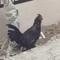 مرغ خروس گلین ریشو|حیوانات مزرعه|تهران, مشیریه|دیوار