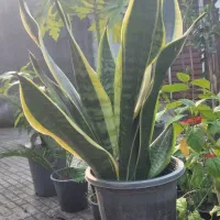 گل اکمیا|گل و گیاه طبیعی|بندر انزلی, کوی آزادگان|دیوار