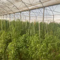 گلخانه|فروش دفتر صنعتی، کشاورزی، تجاری|بیستون, |دیوار