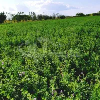 فروش یونجه چین دوم