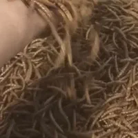 طلایی و یکدست خشک شده کرم میلورم