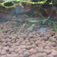 کامبارلوس آبی