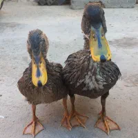 اردک
