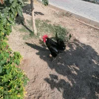 خروس|حیوانات مزرعه|شاهین‌شهر, شهرک گلدیس|دیوار