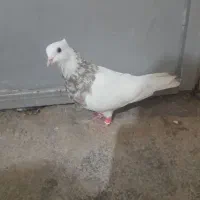 فروش 1نر اجری|پرنده|لامرد, |دیوار