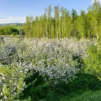 استخدام کارگر و نگهبان باغ|استخدام سرایداری و نظافت|اهر, |دیوار