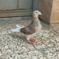 کبوتر