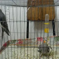 عروس هلندی (جفت) سالم ( هر دو فقط ۹۰۰ هزار تومان)|پرنده|مرند, |دیوار