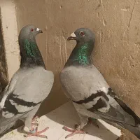 کبوتر المانی  و صید