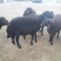 بره نر بره قوچی قزل افشار|حیوانات مزرعه|سیدان, |دیوار