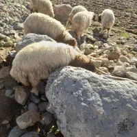 بره|حیوانات مزرعه|آبدانان, |دیوار