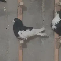 فروش سه عدد کبوتر