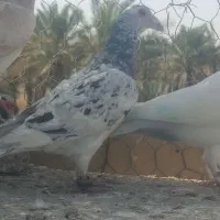 دورگ|حیوانات|آبادان, |دیوار