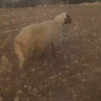 قوچ سنجابی|حیوانات مزرعه|ایوان, |دیوار