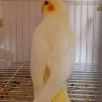 مجسمه جوجه عروس هلندی