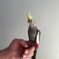 جفت عروس هلندی مولد