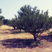 باغ 500 متری در یاغبستلو اهر|فروش دفتر صنعتی، کشاورزی، تجاری|اهر, |دیوار