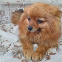 سگ پامر خرسی|سگ|سنندج, |دیوار