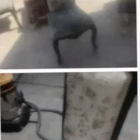 قالیشویی ومبل شویی اتحاد|خدمات نظافت|اصفهان, خواجو|دیوار