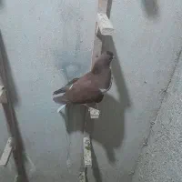 کبوتر شهری|پرنده|کازرون, |دیوار